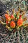 Bright orange or red flowers of a barrel cactus in the Sonoran Desert. Art Print